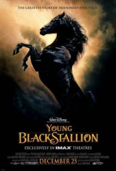 Young Black Stallion Poster